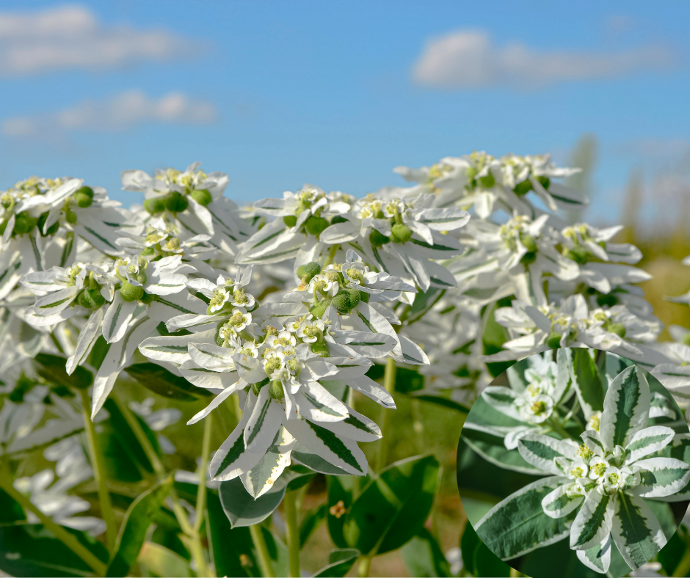 Euphorbia marginata