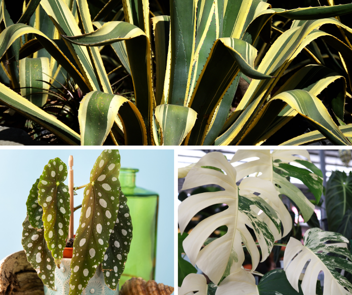 variégation. agave marginata, begonia maculata, monstera variegata