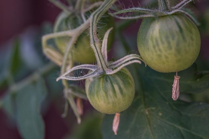 variegation. tomate variegated