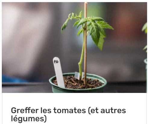 greffer les tomates