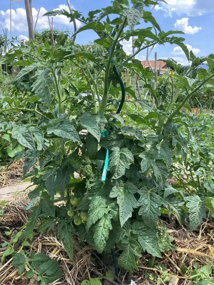 tomate rugosa kootenaï