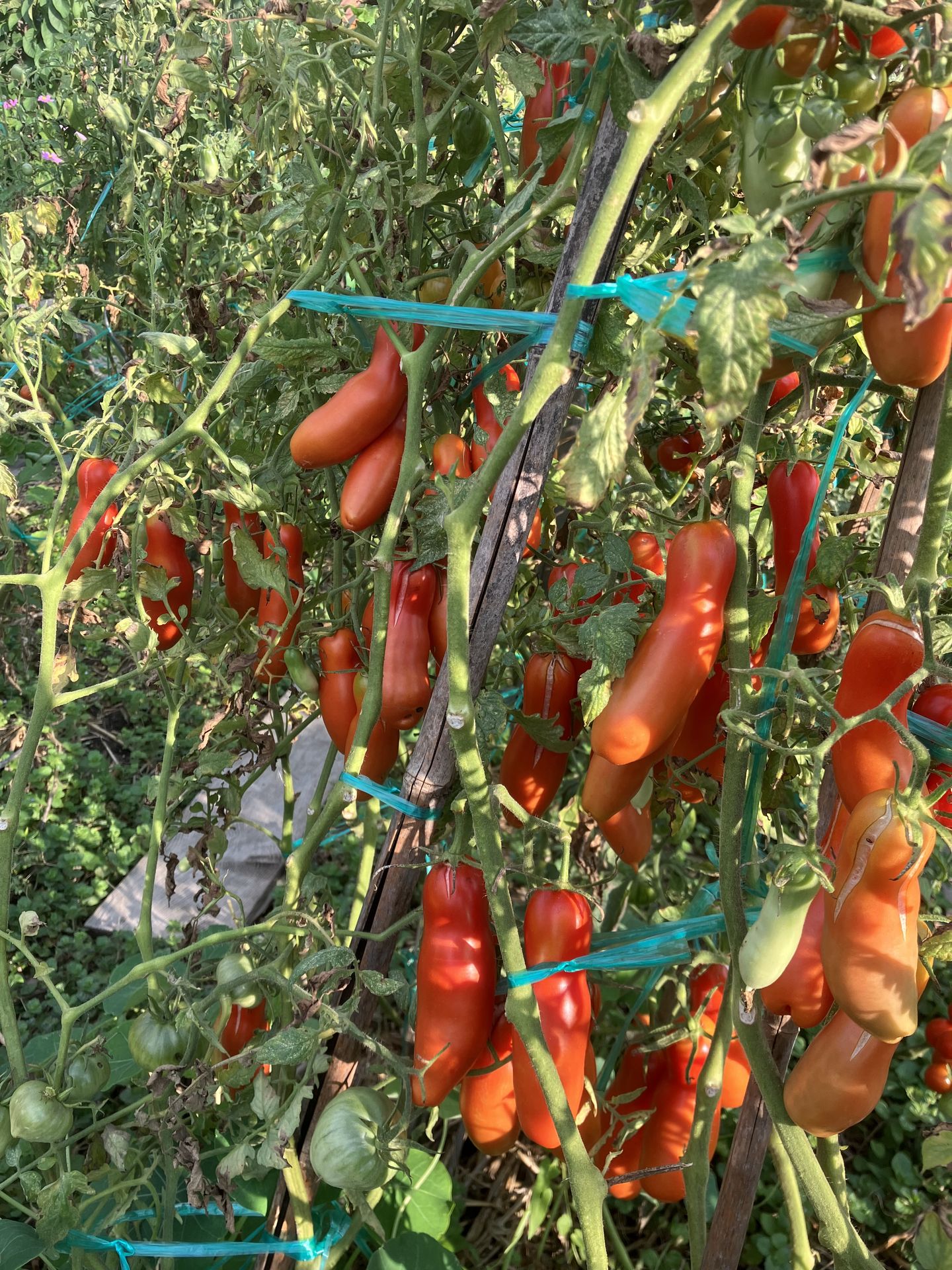 tomate smiley worms