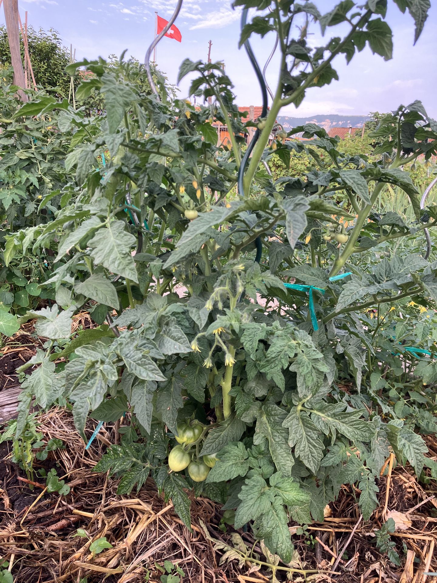 tomate naine kootenaï