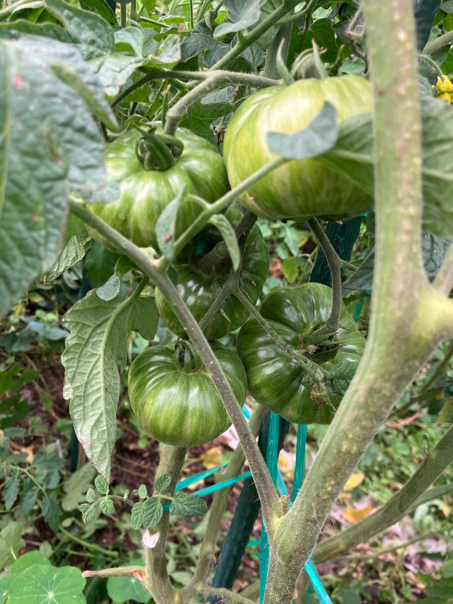 tomate ananas zébra