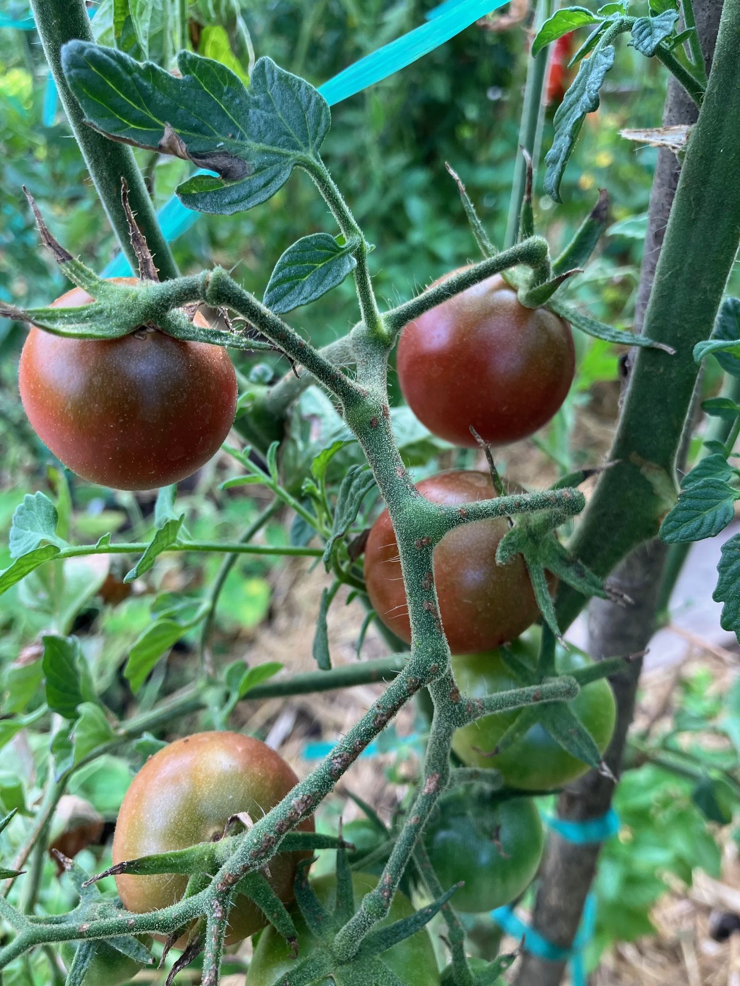 tomate Cerise Noire du Layon