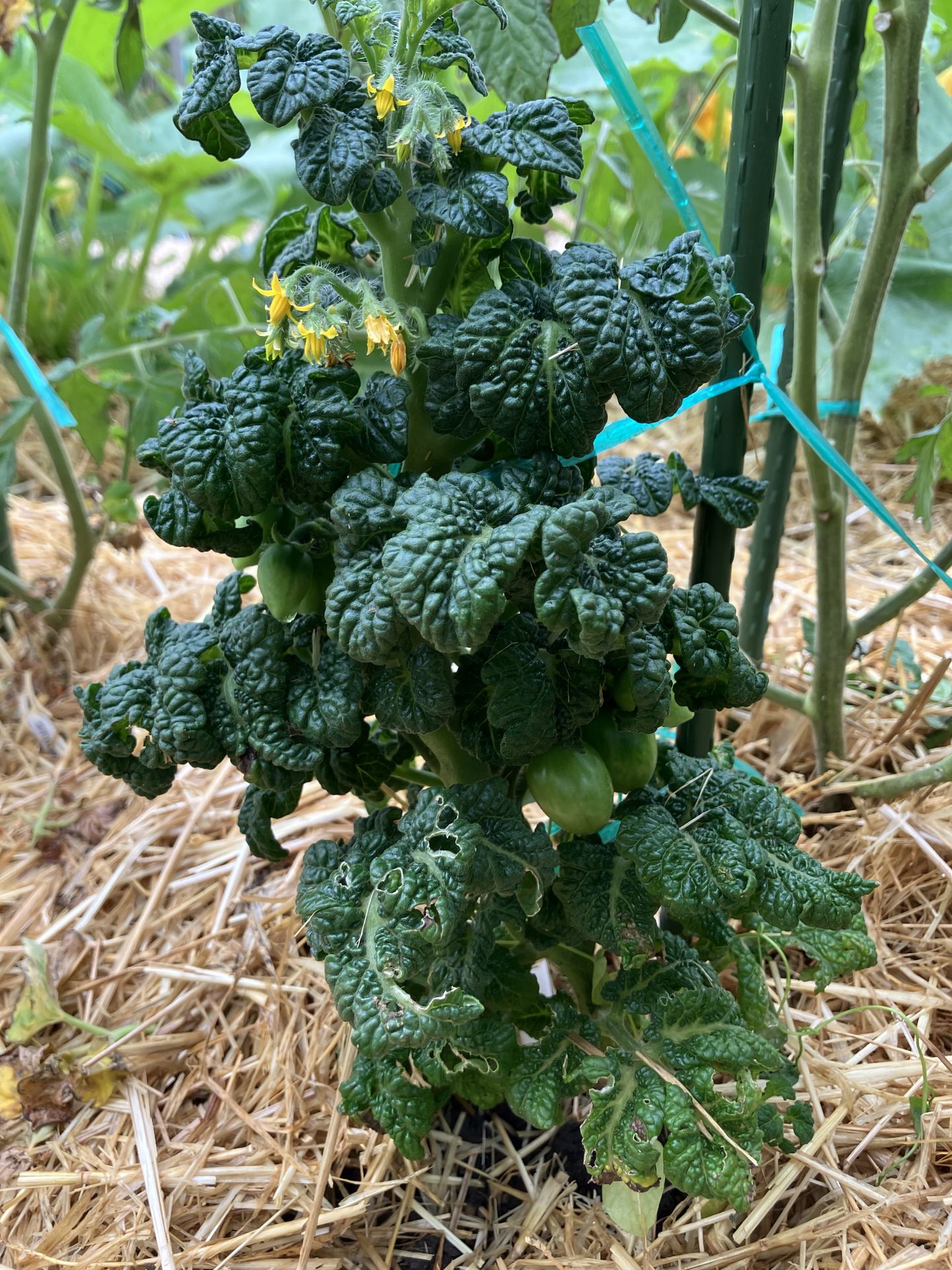 tomate curly kaley