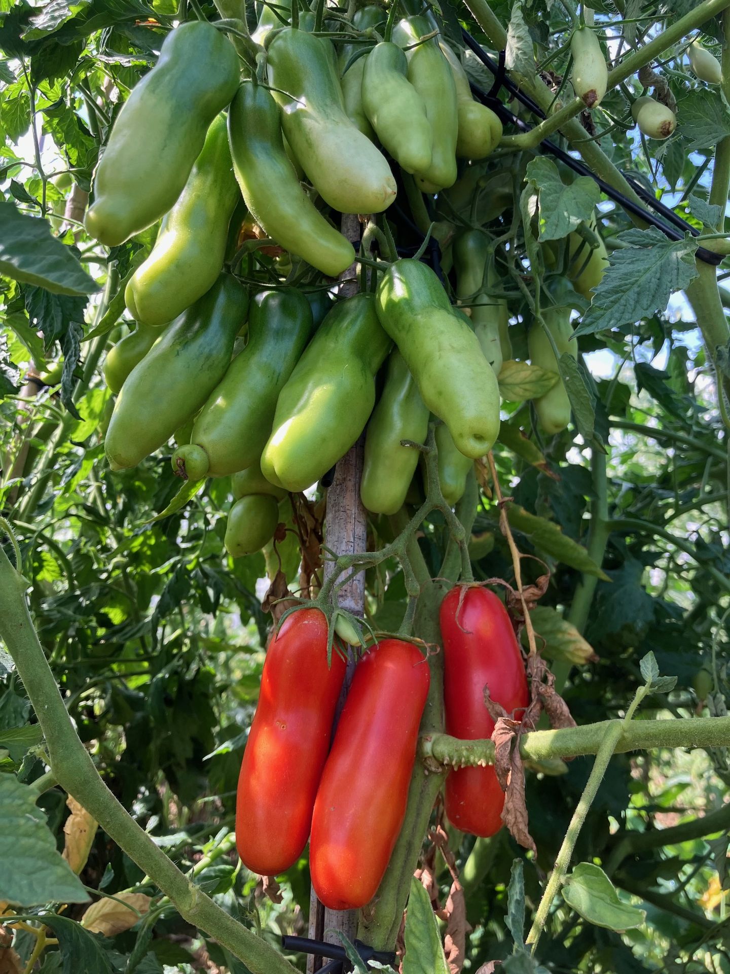 tomate smiley worms