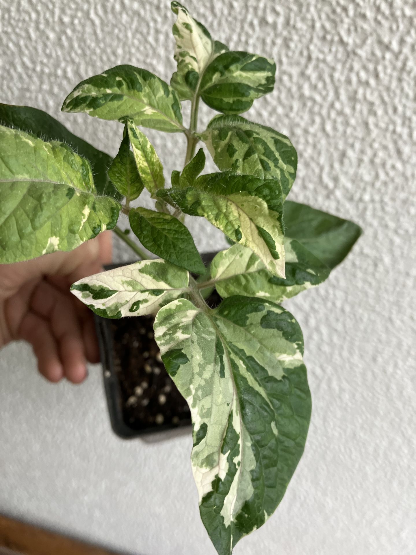 tomate nimu. variegated