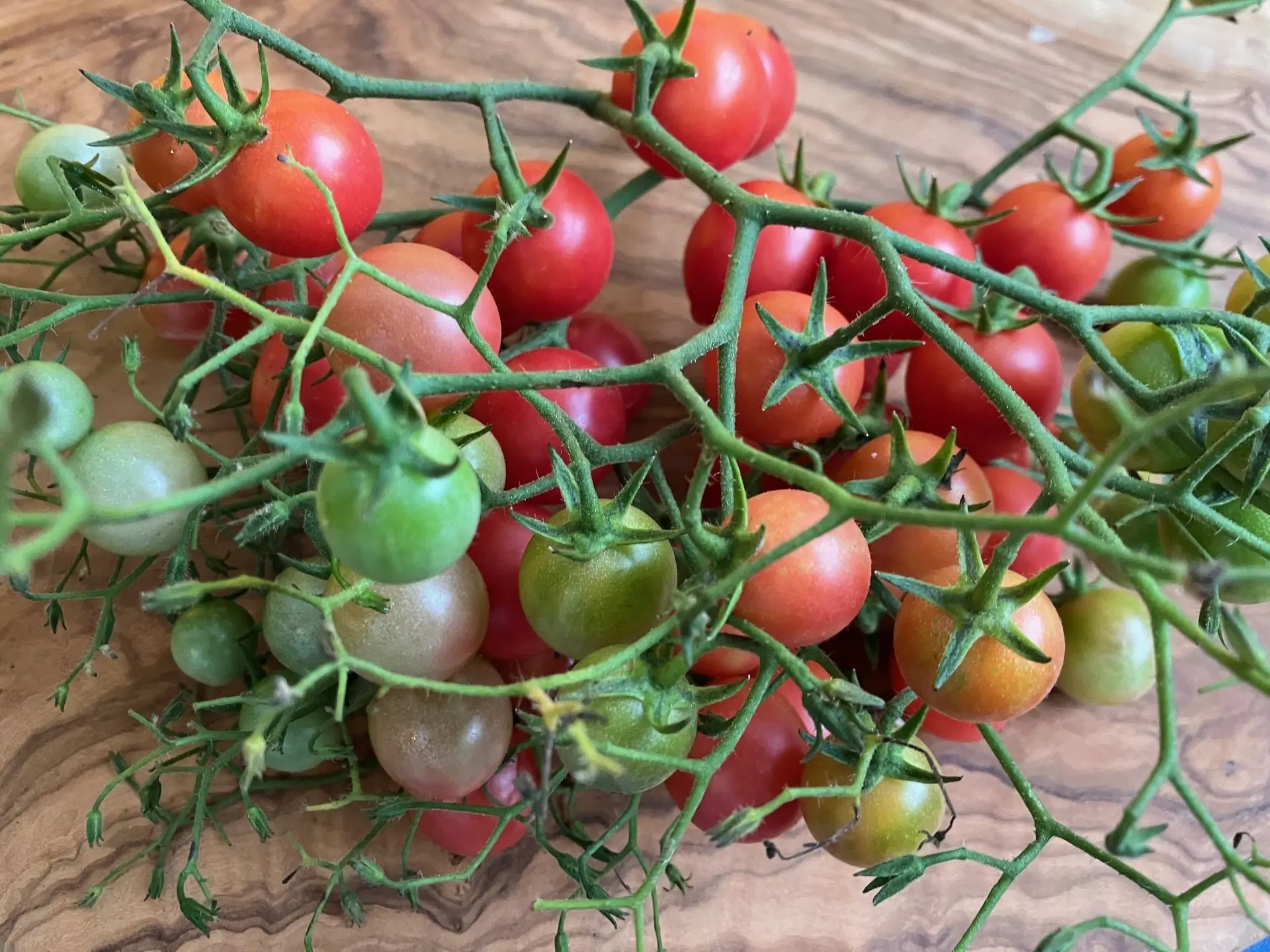 tomate Rose Quartz Multiflora