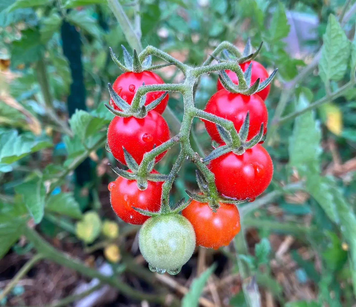 tomate Barbaniaka