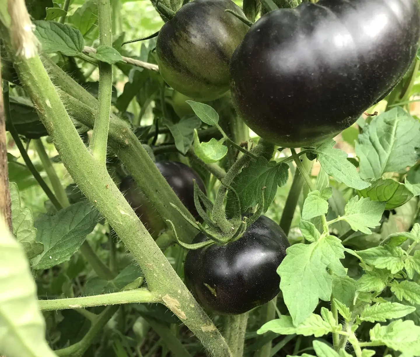 Tomate La Cadero