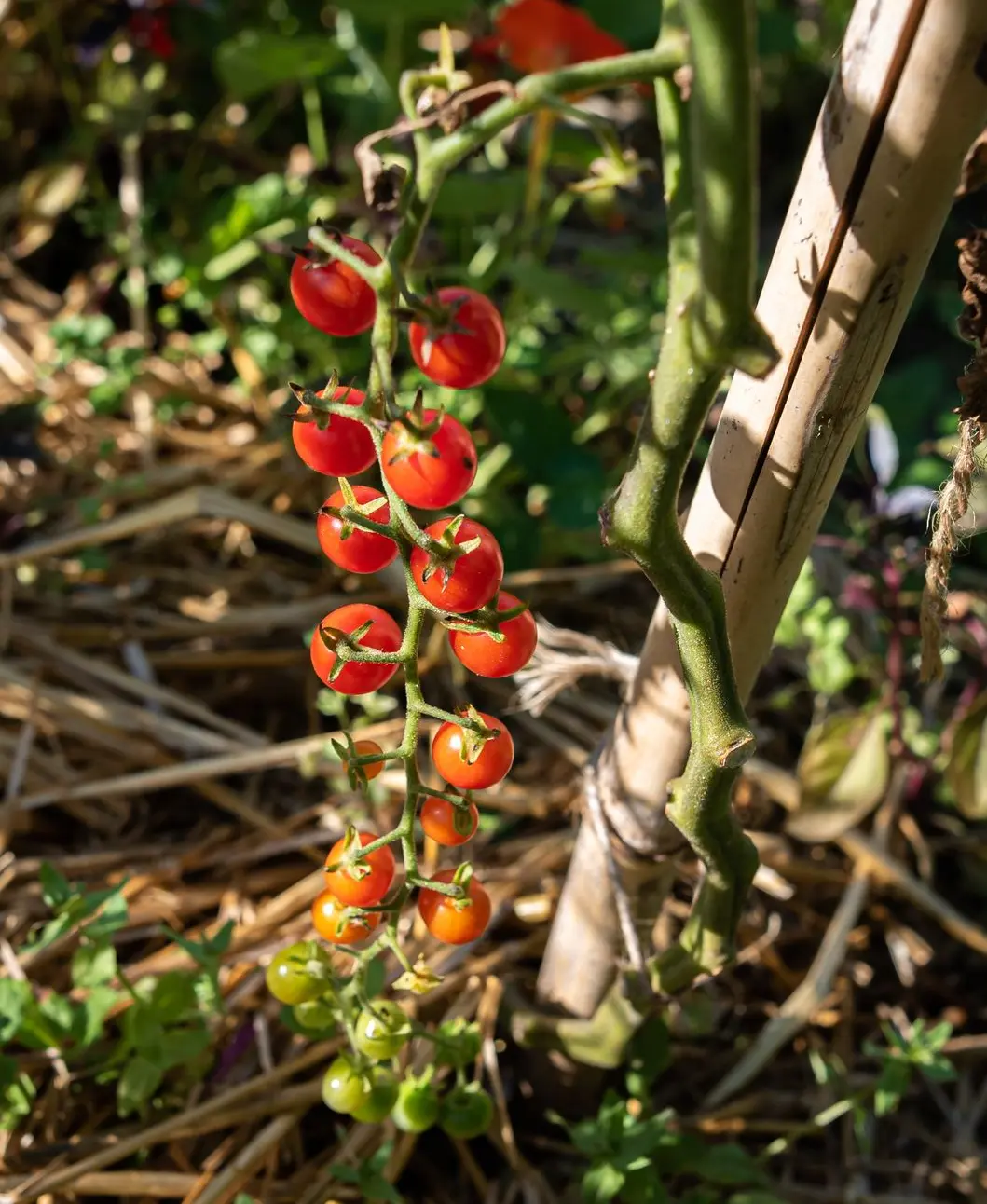 tomate Petit Moineau