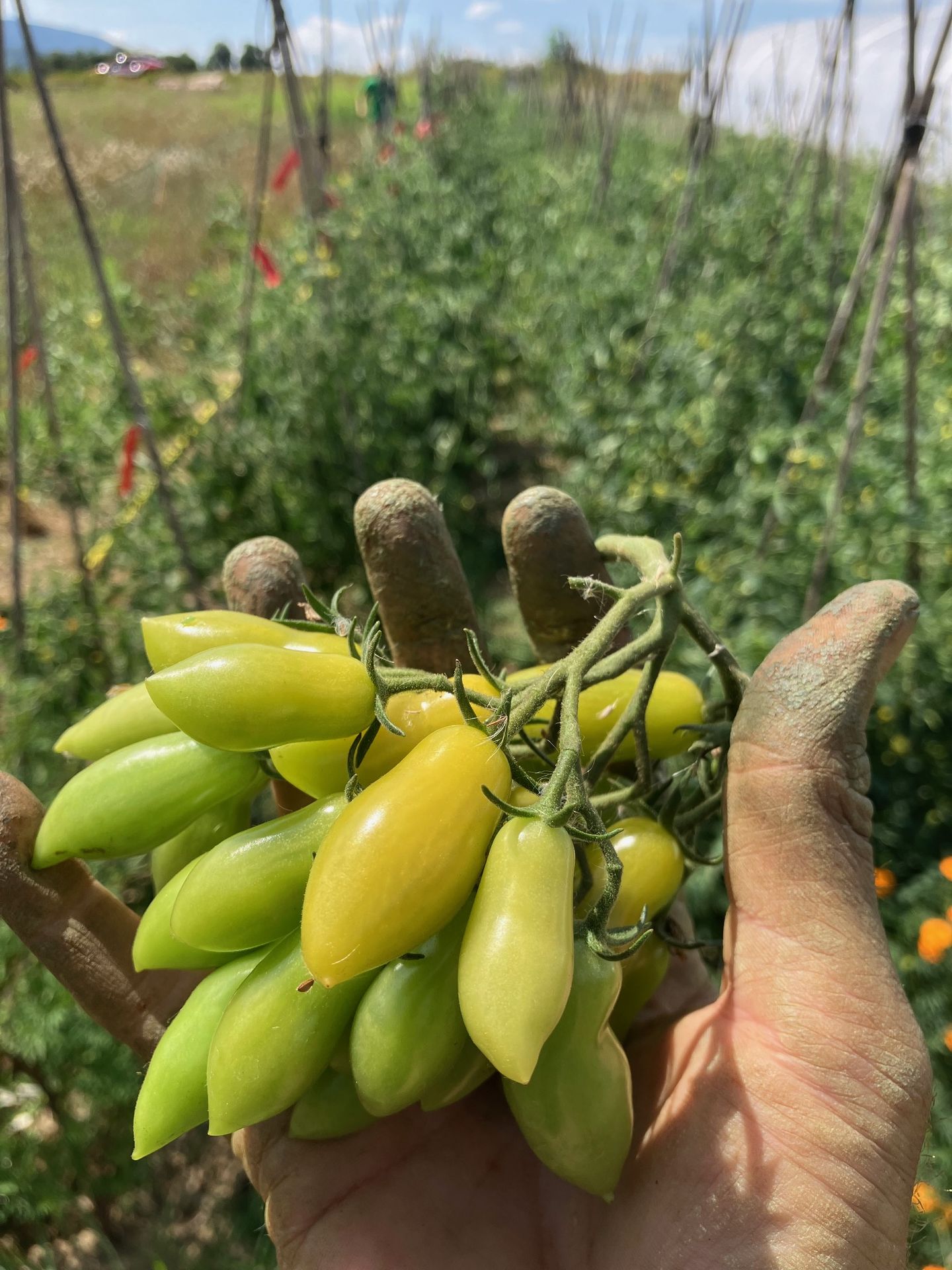 Tomate dancing green finger