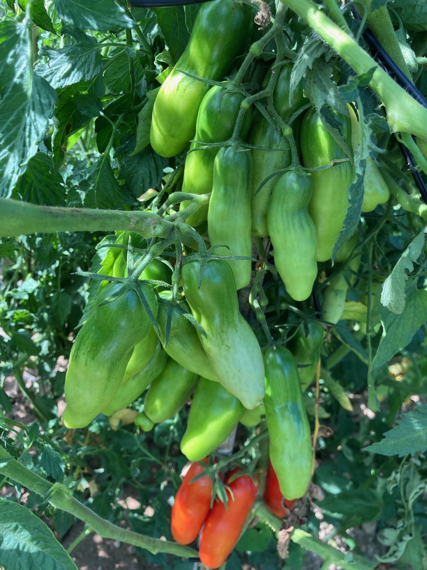 tomate smiley worms