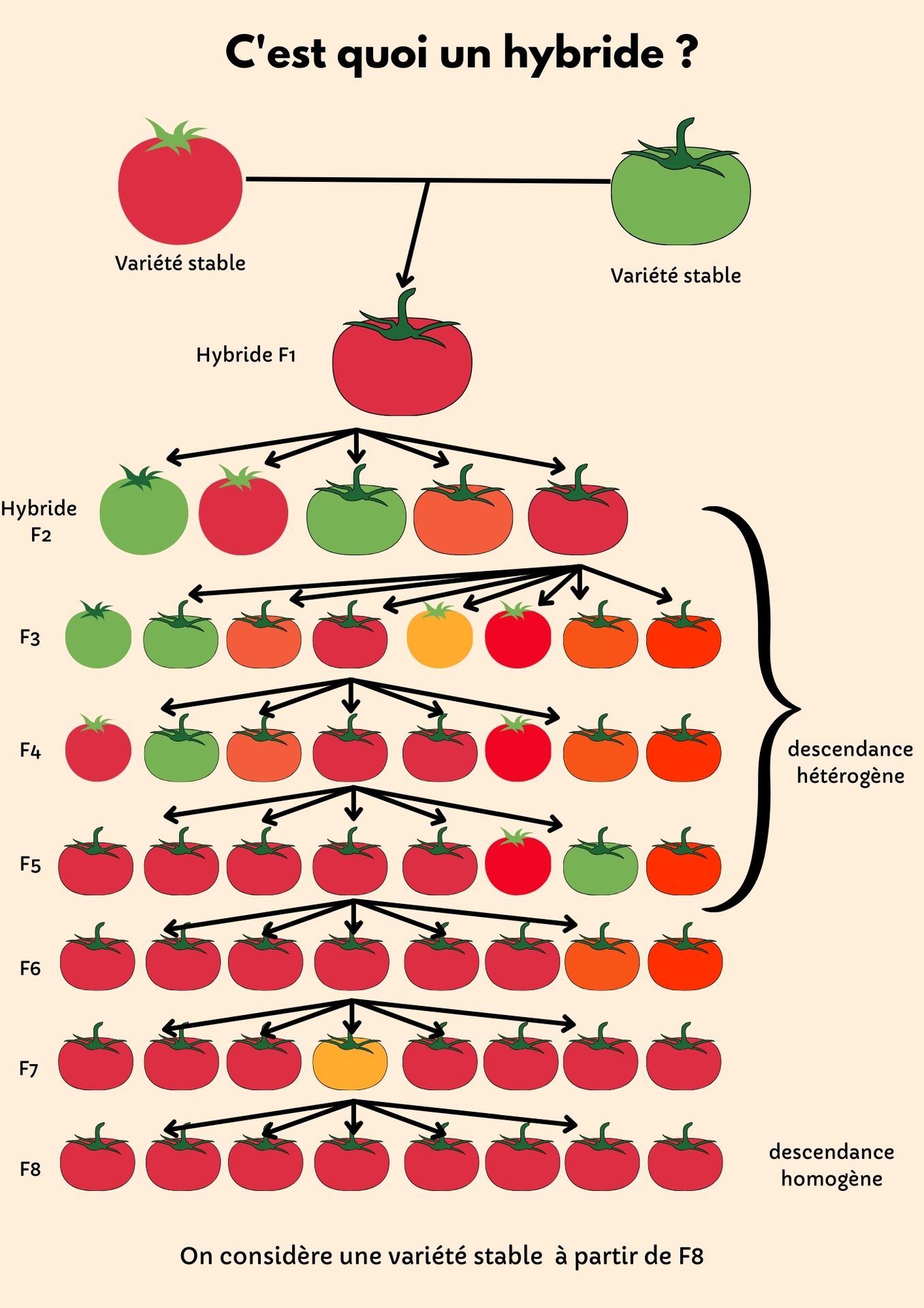 tomate ancienne, hybrides F+