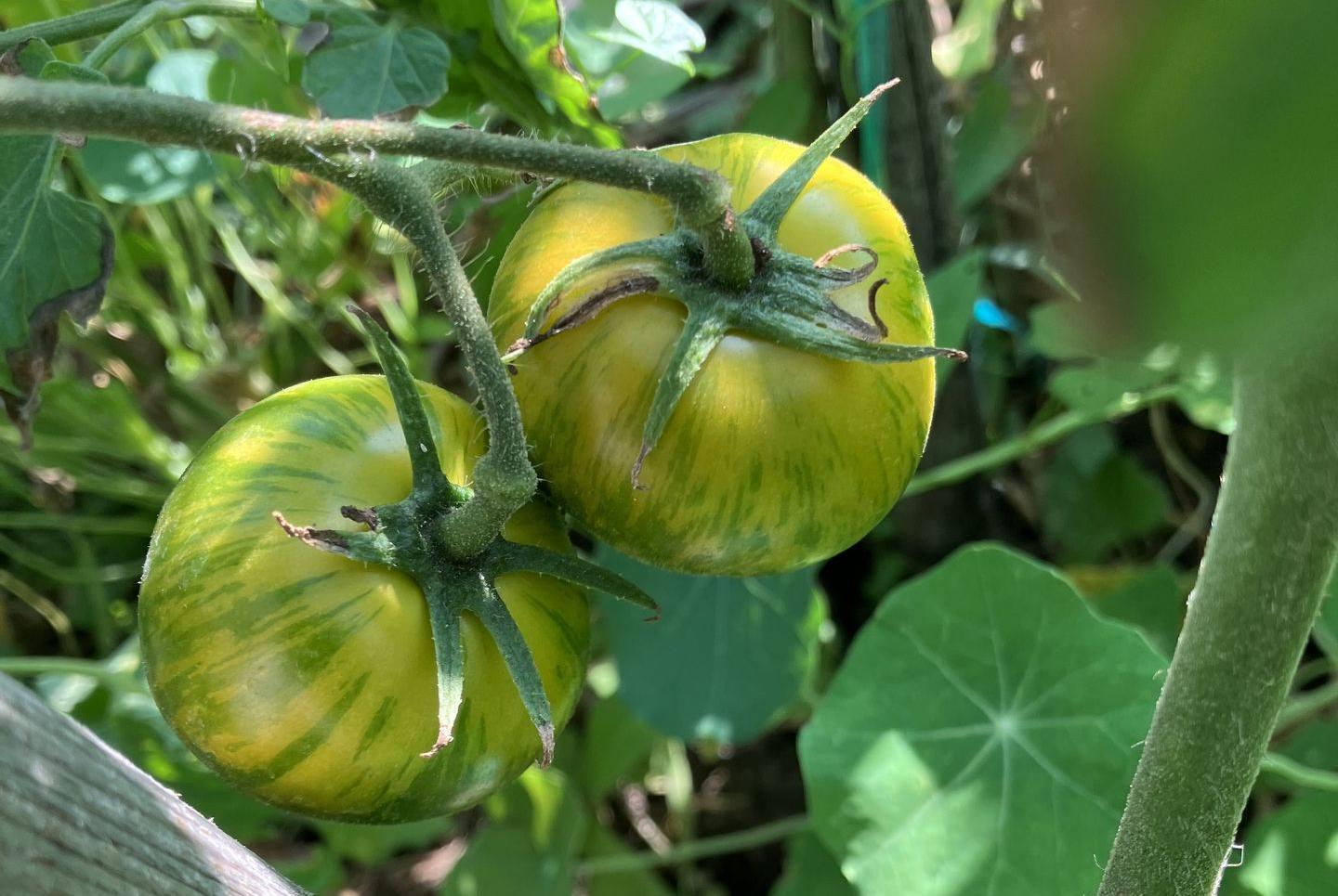 tomate ancienne green zébra