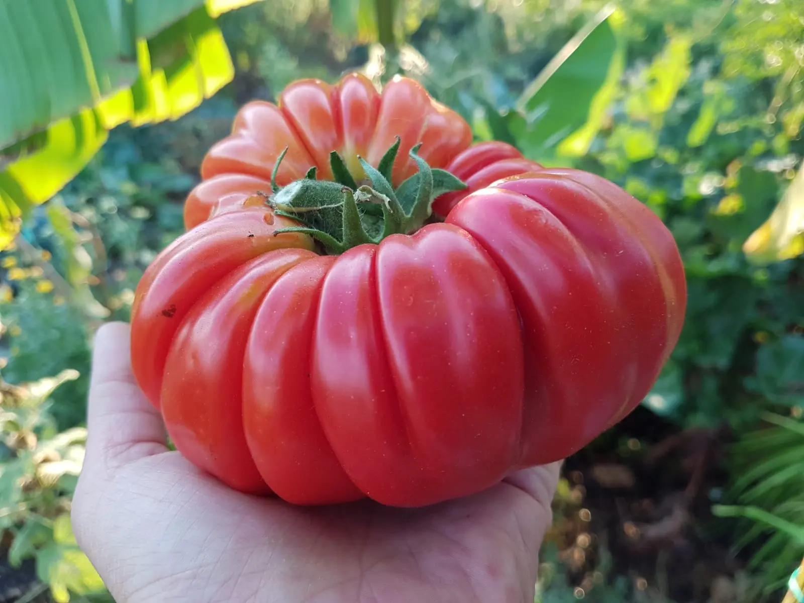 tomate riccio di parma