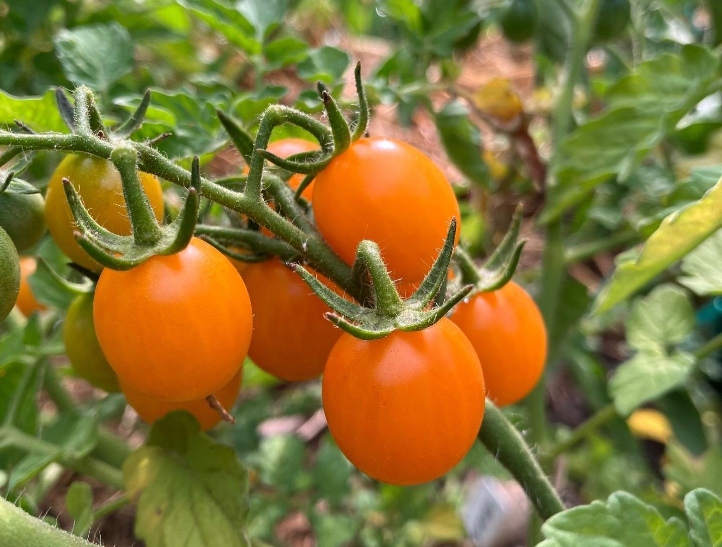 tomate ancienne Galapagos