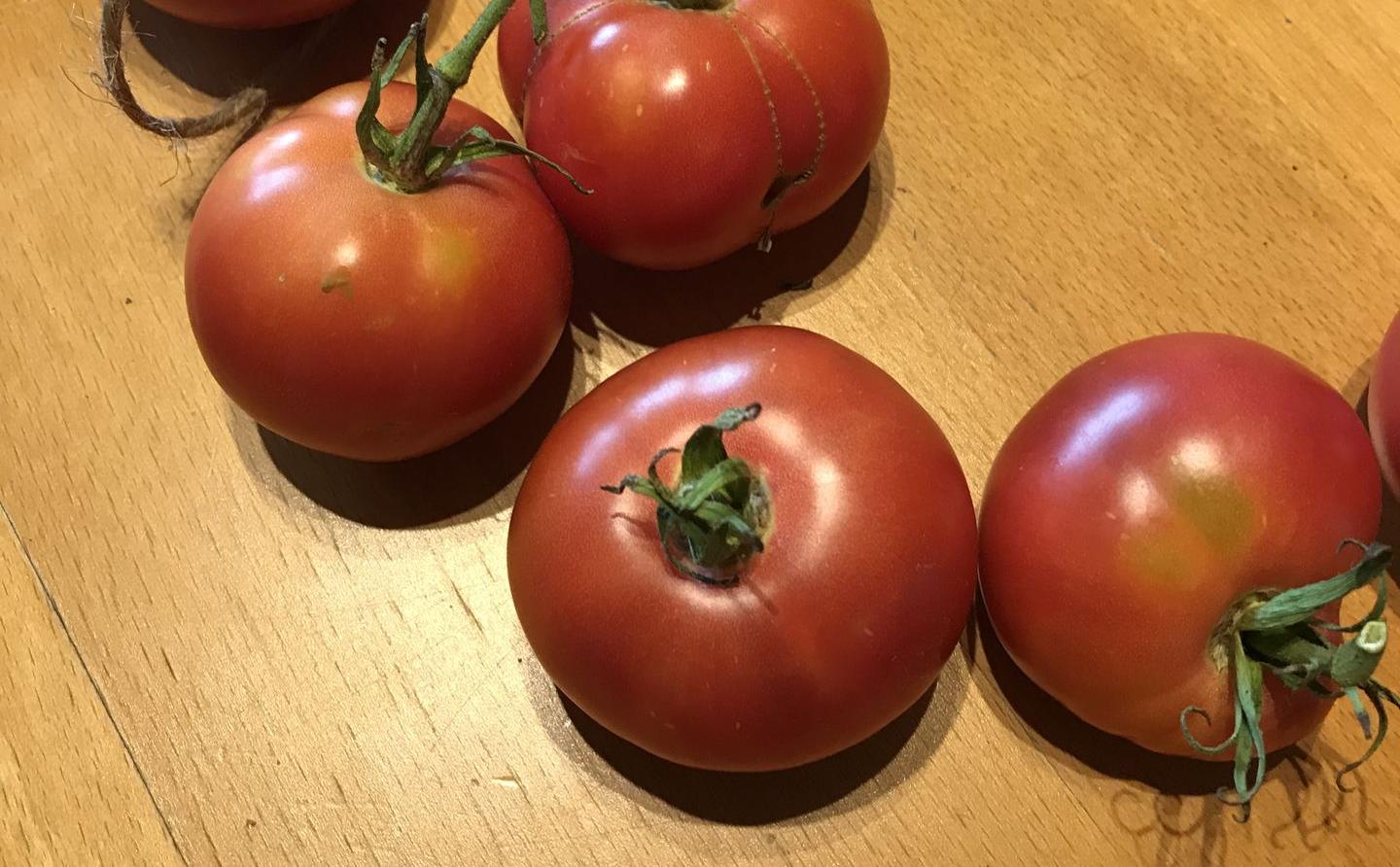 tomate ancienne rose de Berne