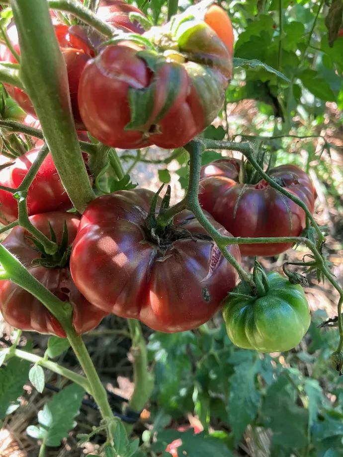 Calabash pourpre