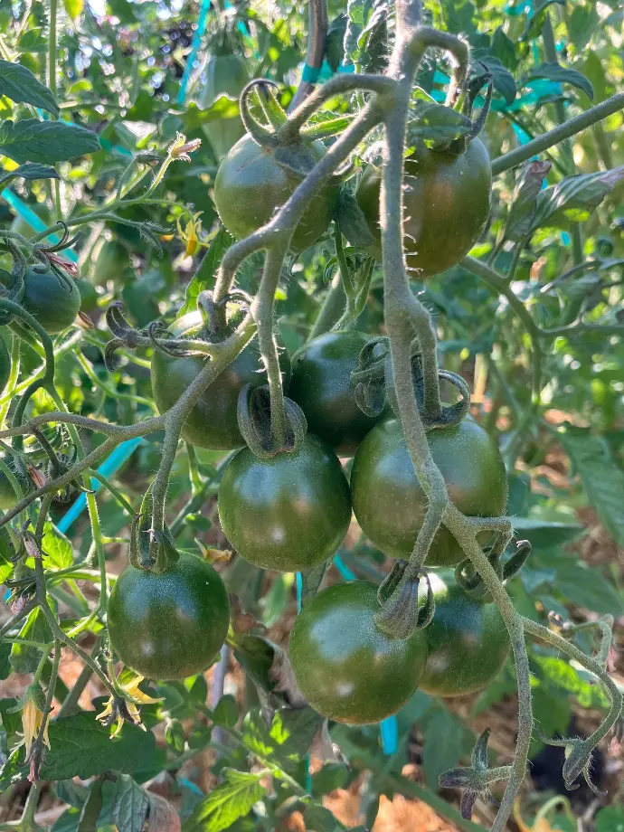 Evil olive (multiflora)