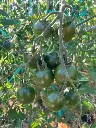 Evil olive (multiflora)