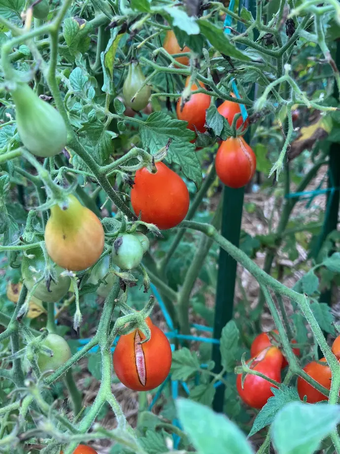 Red cluster pear (multiflora)