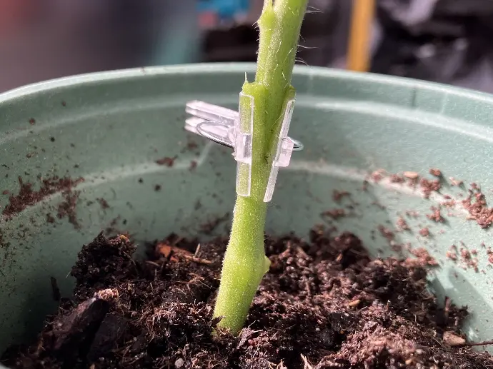 Apprendre à greffer les tomates (et autres légumes) 30 Mars 2025-Vessy