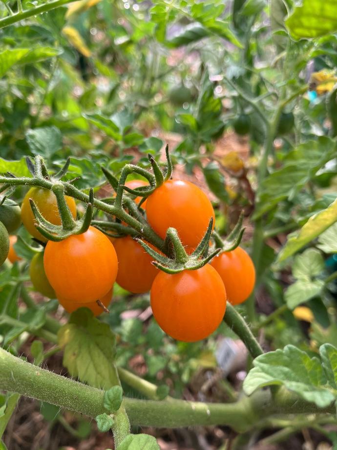 Galapagos (tomate sauvage)