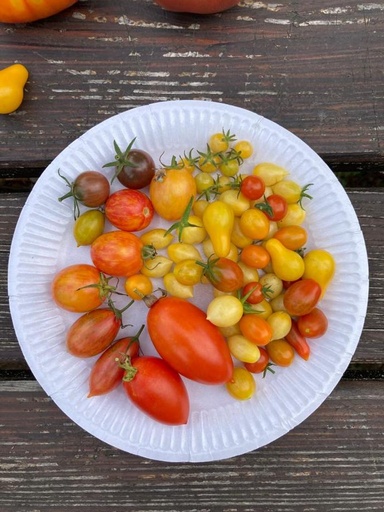 Pack tomates cerises