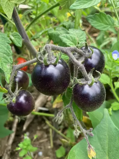 Tartufo (Micro dwarf)