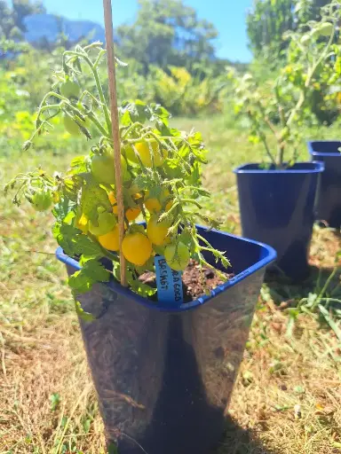 Floragold basket (micro Dwarf)