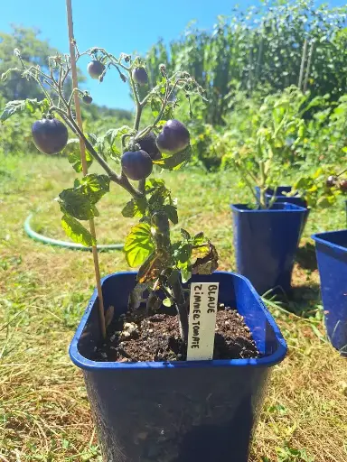 Blaue zimmertomate (micro naine)