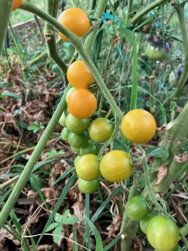 petit moineau jaune