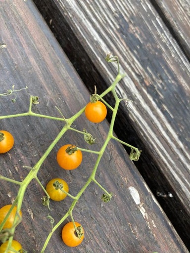 Solanum spontanéum (tomate sauvage)