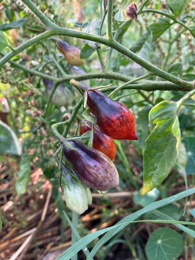 Indigo pear drops